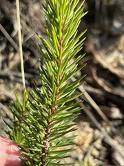 Persoonia chamaepitys