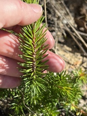 Persoonia chamaepitys