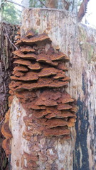 Hymenochaete setipora