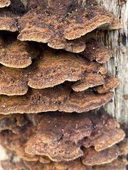 Hymenochaete setipora