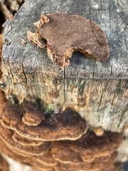 Hymenochaete setipora