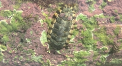 Chitonidae