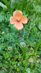 Papaver dubium