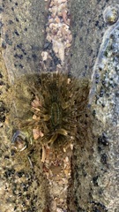 Anthopleura handi