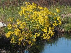 Senecio subcanescens