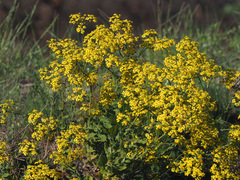Senecio subcanescens