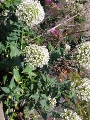 Centranthus ruber