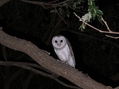 Tyto alba delicatula