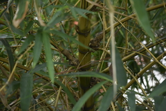Bambusa vulgaris vittata