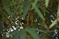 Bambusa vulgaris vittata