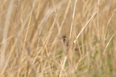 Emberiza fucata
