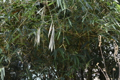 Bambusa vulgaris vittata