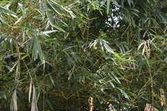 Bambusa vulgaris vittata