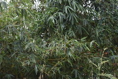 Bambusa vulgaris vittata