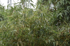 Bambusa vulgaris vittata