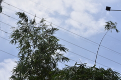 Bambusa vulgaris vittata