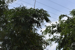 Bambusa vulgaris vittata