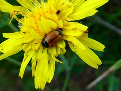 Cryptocephalus rugicollis