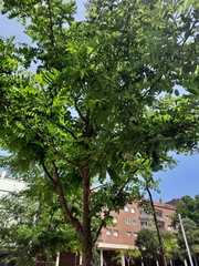 Robinia pseudoacacia