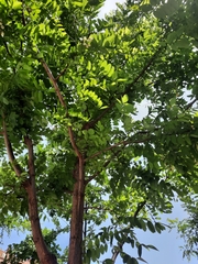 Robinia pseudoacacia