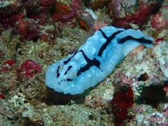 Phyllidiopsis shireenae