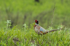 Phasianus colchicus pallasi
