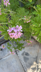 Pelargonium graveolens