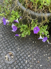 Magnoliopsida