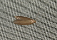 Agnoea subochreella