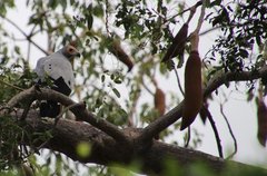 Polyboroides radiatus