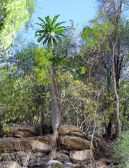 Pachypodium rutenbergianum