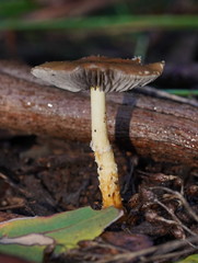 Stropharia formosa