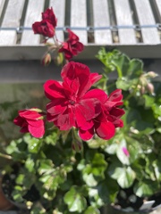 Pelargonium