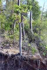 Pachypodium rutenbergianum
