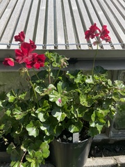 Pelargonium