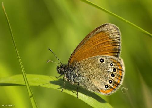 Tamsusis Satyriukas nuotrauka