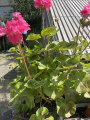 Magnoliopsida