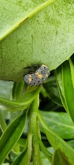Coccinella septempunctata