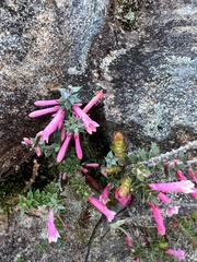 Epacris reclinata