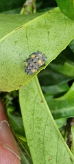 Coccinella septempunctata