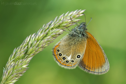Tamsusis Satyriukas nuotrauka