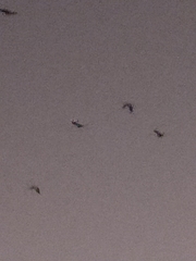 Chironax melanocephalus