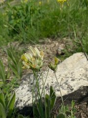 Astragalus glaucus