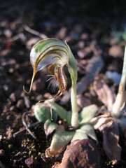 Pterostylis exserta