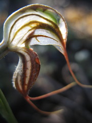 Pterostylis exserta