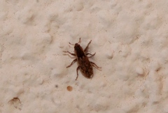 Microlarinus lareynii