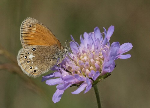 Tamsusis Satyriukas nuotrauka