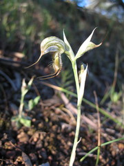 Pterostylis exserta