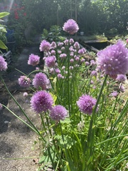 Allium schoenoprasum