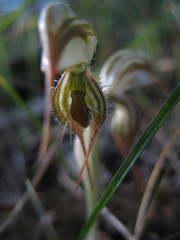 Pterostylis exserta